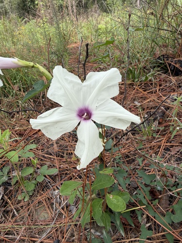 wild potato vine