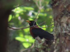 Turdus rufitorques