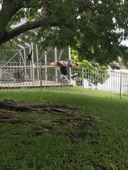 Pavo cristatus × muticus