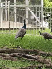 Pavo cristatus × muticus