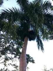 Roystonea borinquena