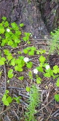 Oxalis acetosella