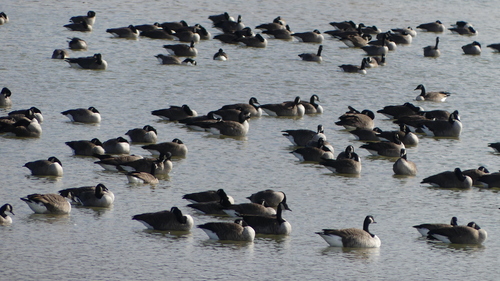 Canada Goose