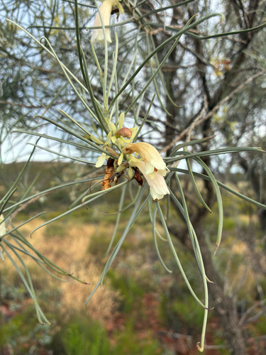 Eremophila oppositifolia observed 2026-10-05