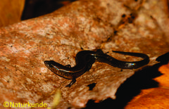 Subdoluseps bowringii