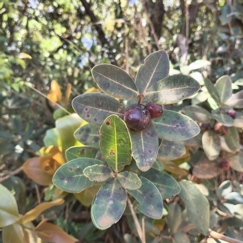 Eugenia bimarginata, 2026-10-08
