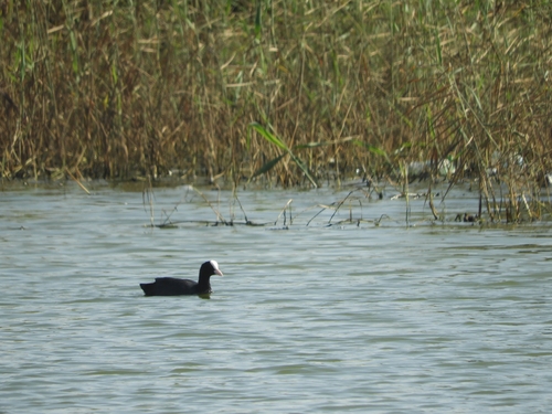 Common Coot