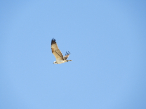 Osprey