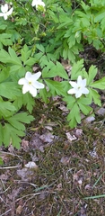 Anemonoides nemorosa