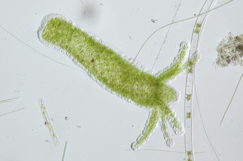 Hydra observed 2026-10-08