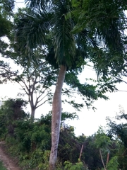 Roystonea borinquena