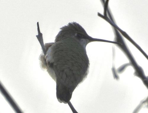 Colibrí barba negra observed by calistemos