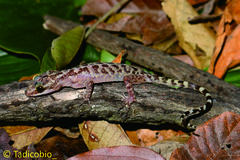 Cyrtodactylus marmoratus