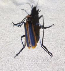 Pyrota tenuicostatis