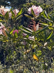 Rhododendron macrophyllum