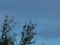 Acrocephalus scirpaceus