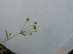 Euphorbia microcarpa