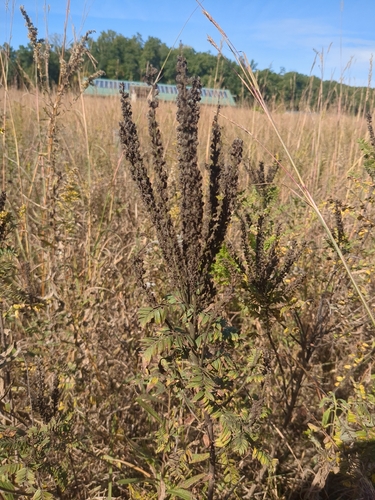 leadplant