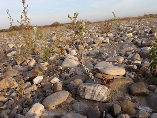 Common Cudweed