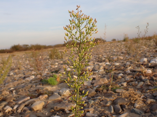 horseweed