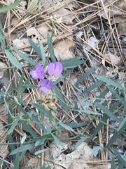Lathyrus nevadensis
