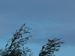 Acrocephalus scirpaceus