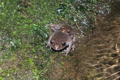 Leptobrachium hasseltii