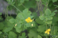 Chelidonium majus