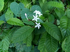 Palicourea domingensis
