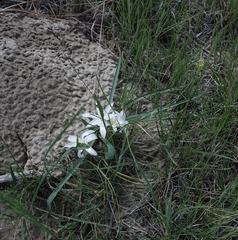 Leucocrinum montanum