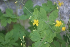 Chelidonium majus