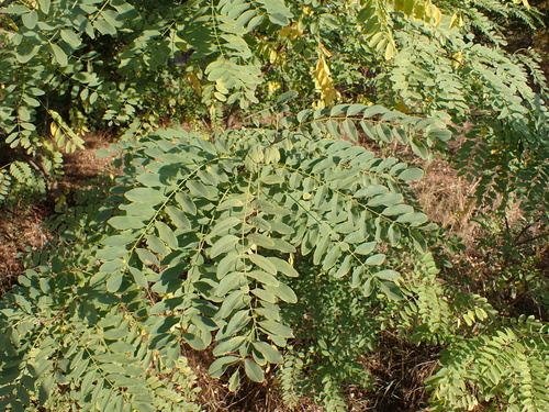 black locust