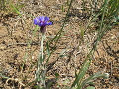 Centaurea depressa