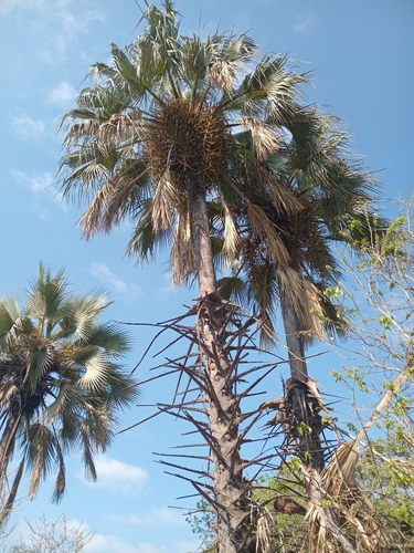 Makalani Palm