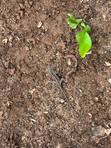 Anolis sagrei observed 2026-10-07