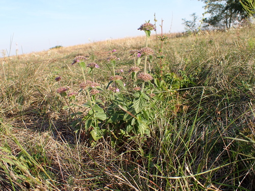Wild Basil