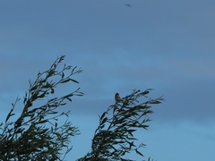 Acrocephalus scirpaceus