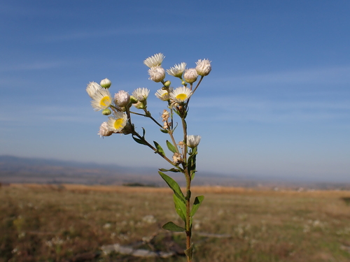 annual fleabane