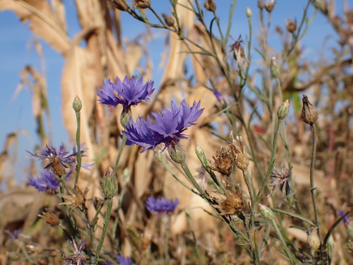 Cornflower