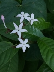 Palicourea domingensis