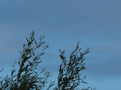 Acrocephalus scirpaceus