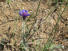 Centaurea depressa