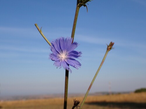 chicory