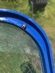 Calligrapha californica