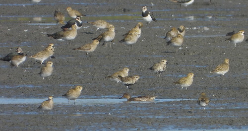 European Golden-Plover