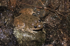 Limnonectes kuhlii