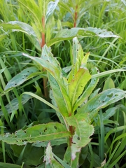 Epilobium tetragonum