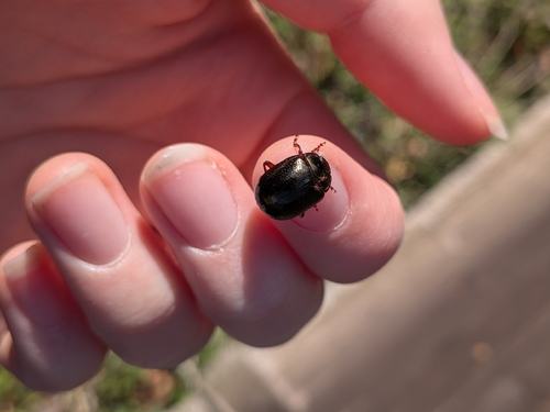 Bronze Beetle