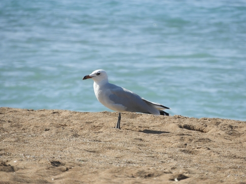 Audouin's Gull