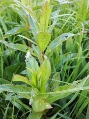 Epilobium tetragonum